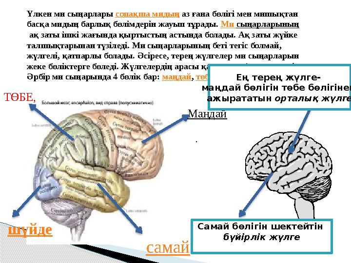 Үлкен ми сыңарлары сопақша мидың аз ғана бөлігі мен мишықтан басқа мидың барлық бөлімдерін жауып тұрады. Ми сыңарларының а