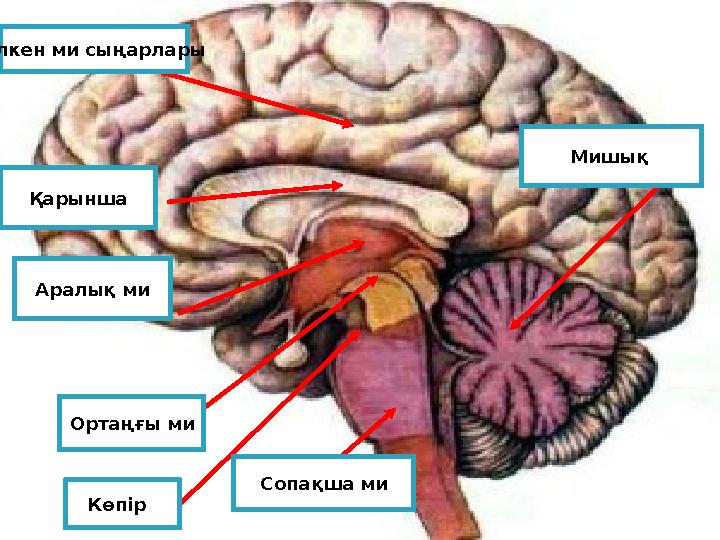 Үлкен ми сыңарлары Аралық ми Ортаңғы ми Көпір Сопақша ми Мишық Қарынша