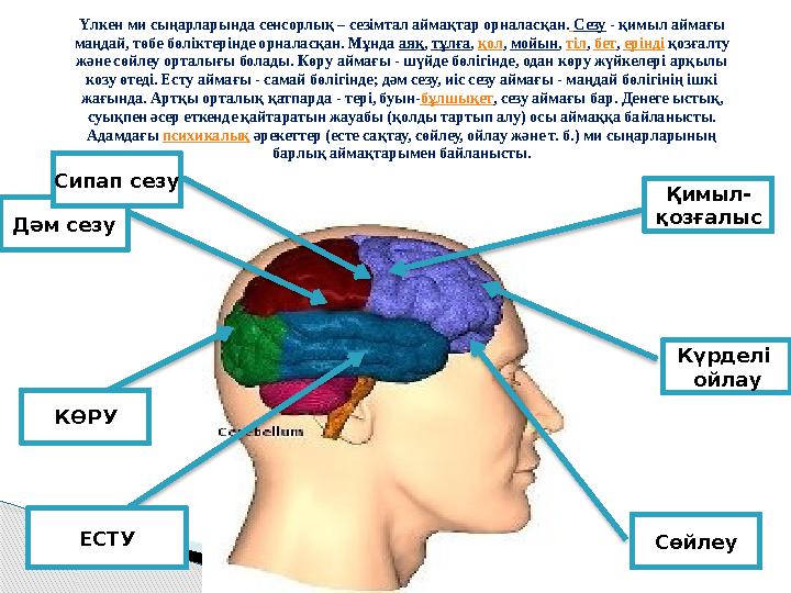 Үлкен ми сыңарларында сенсорлық – сезімтал аймақтар орналасқан. Сезу - қимыл аймағы маңдай, төбе бөліктерінде орналасқан. Мұ