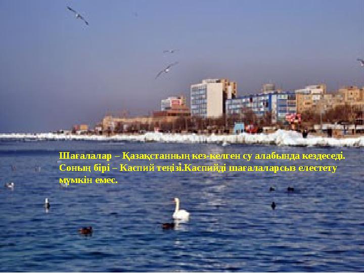 Шағалалар – Қазақстанның кез-келген су алабында кездеседі. Соның бірі – Каспий теңізі.Каспийді шағалаларсыз елестету мүмкін еме