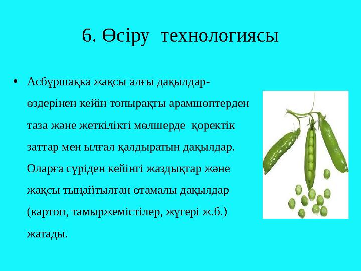 6. Өсіру технологиясы • Асбұршақка жақсы алғы дақылдар - өздерінен кейін топырақты арамшөптерден таза және жеткілікті мөлшерде