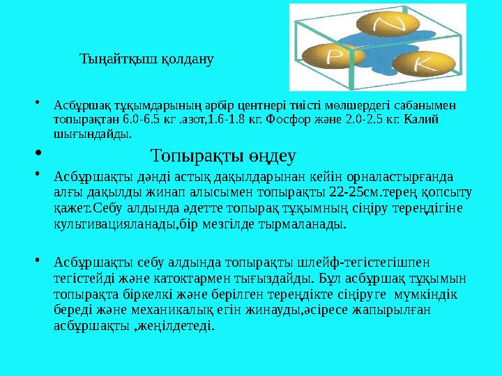 Тыңайтқыш қолдану • Асбұршақ тұқымдарының әрбір центнері тиісті мөлшердегі сабанымен топырақтан 6.0-6.5 кг .азот, 1.6-1.8 кг