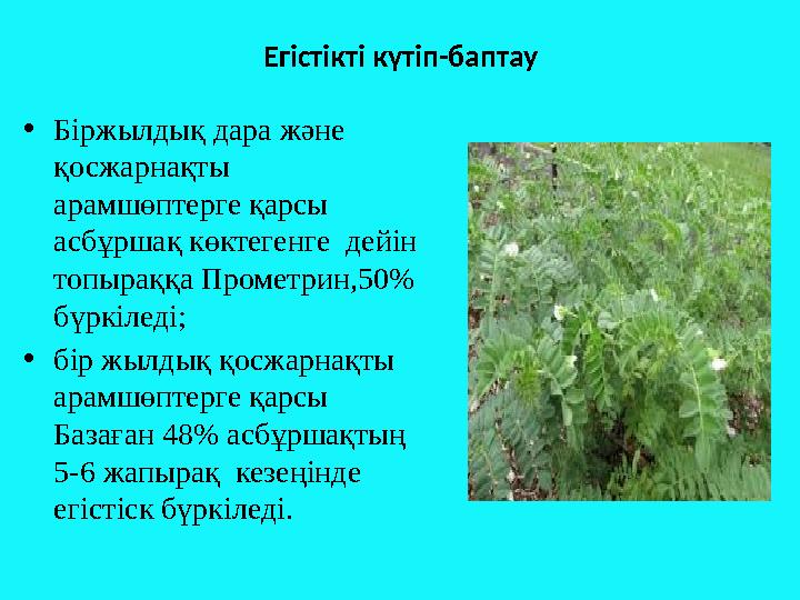 Егістікті күтіп-баптау • Біржылдық дара және қосжарнақты арамшөптерге қарсы асбұршақ көктегенге дейін топыраққа Прометрин,