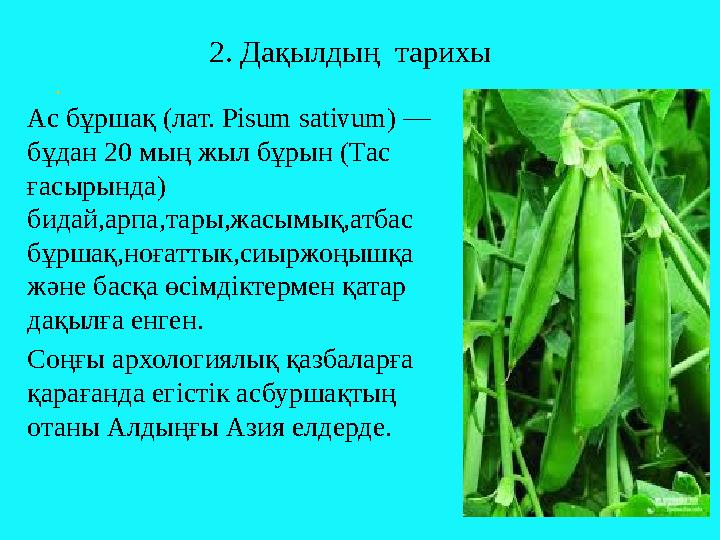 . 2. Дақылдың тарихы Ас бұршақ (лат. Pisum sativum) — бұдан 20 мың жыл бұрын ( Тас ғасырында ) бидай,арпа,тары,жасымық