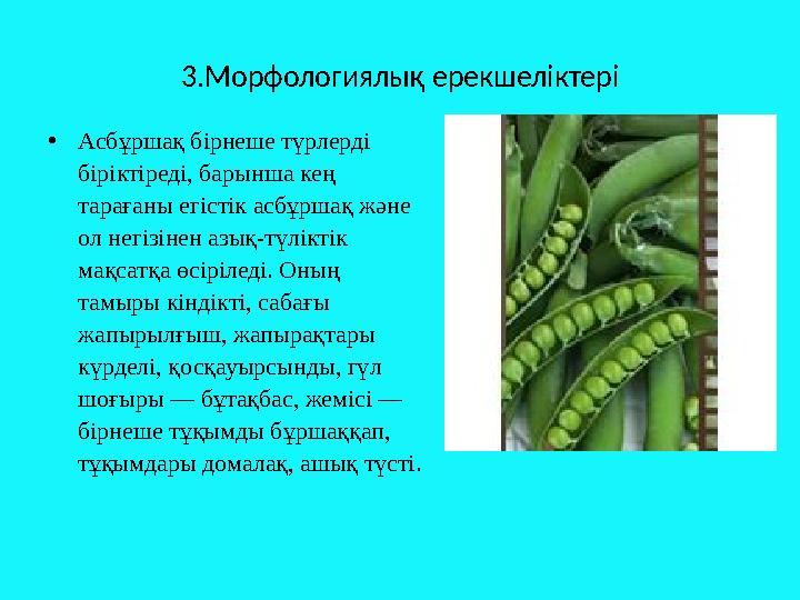 3 . Морфологиялық ерекшеліктері • Асбұршақ бірнеше түрлерді біріктіреді, барынша кең тарағаны егістік асбұршақ және ол негізі