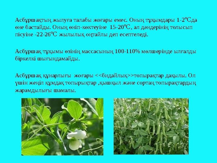 Асбұршақтың жылуға талабы жоғары емес. Оның тұқымдары 1-2℃ да өне бастайды. Оның өніп - көктеуіне 15-20 ℃ , ал дәндерінің т