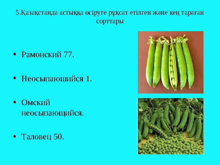 5.Қазақстанда астыққа өсіруге рұқсат етілген және кең тараған сорттары • Рамонский 77. • Неосыпаюшийся 1. • Омский неосыпающий