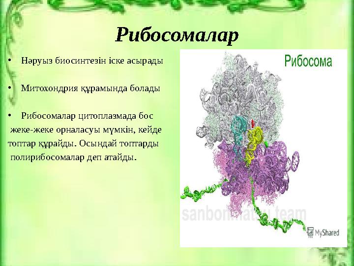 Рибосомалар • Нәруыз биосинтезін іске асырады • Митохондрия құрамында болады • Рибосомалар цитоплазмада бос жеке-жеке орналасу