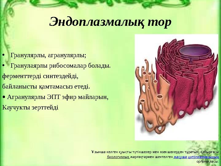 Эндоплазмалық тор • Гранулярлы, агранулярлы; • Гранулаярлы рибосомалар болады. ферменттерді синтездейді, байланысты қамтамасыз