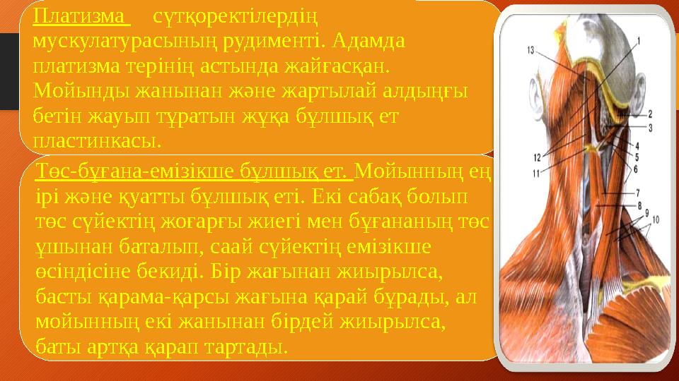 Төс-бұғана-емізікше бұлшық ет. Мойынның ең ірі және қуатты бұлшық еті. Екі сабақ болып төс сүйектің жоғарғы жиегі мен бұғанан