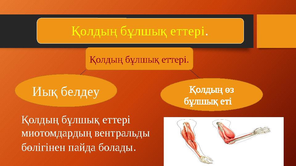 Қолдың бұлшық еттері . Қолдың бұлшық еттері. Иық белдеу Қолдың бұлшық еттері миотомдардың вентральды бөлігінен пайда