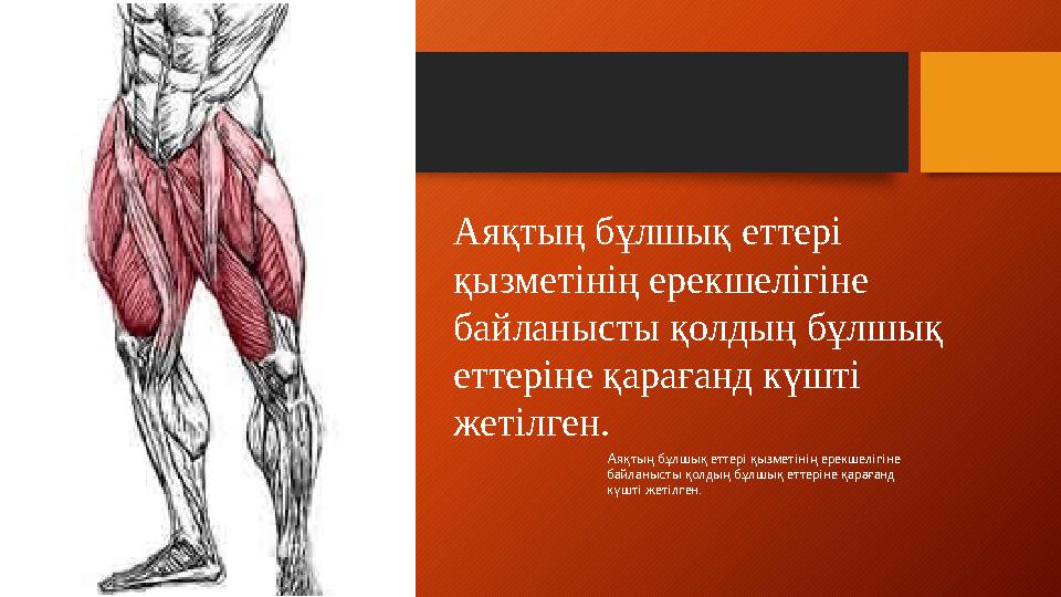 Аяқтың бұлшық еттері қызметінің ерекшелігіне байланысты қолдың бұлшық еттеріне қарағанд күшті жетілген .Аяқтың бұлшық еттері