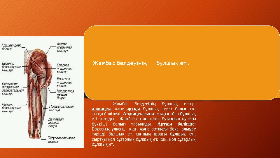 Жамбас белдеуінің бұлшық еттері алдыңғы және артқы бұлшық еттер болып екі топқа бөлінеді. Алдыңғысына :мықын-бел
