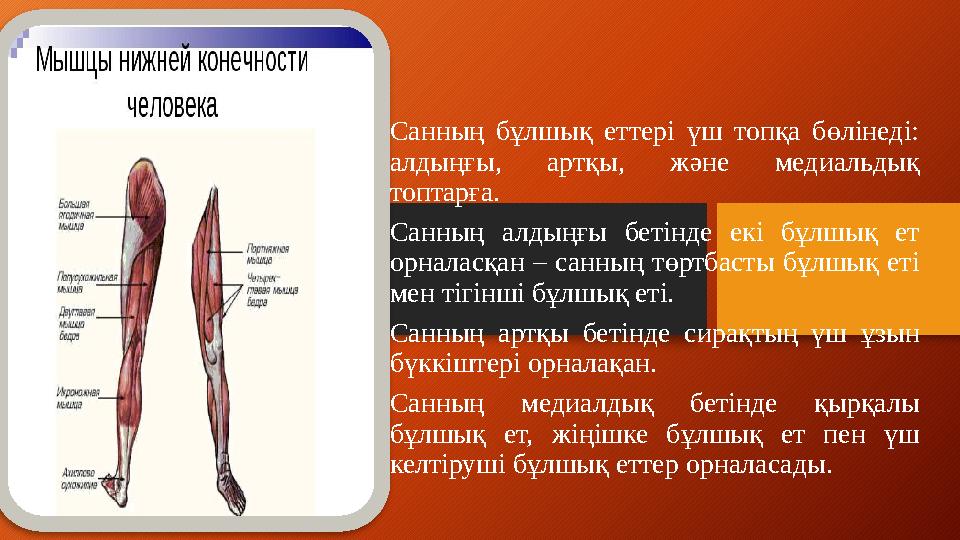 Санның бұлшық еттері үш топқа бөлінеді: алдыңғы, артқы, және медиальдық топтарға. Санның алдыңғы бетінде екі бұлшы