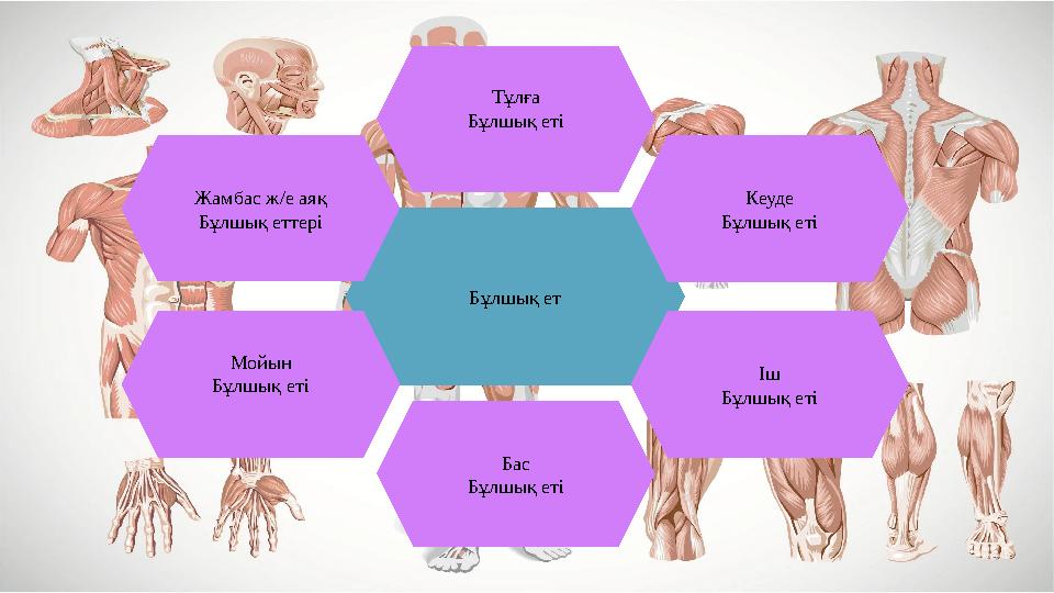 Жыныстық есеп