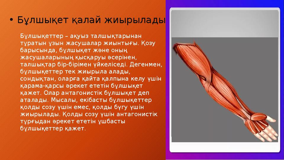 • Бұлшықет қалай жиырылады? Бұлшықеттер – ақуыз талшықтарынан тұратын ұзын жасушалар жиынтығы. Қозу барысында, бұлшықет және