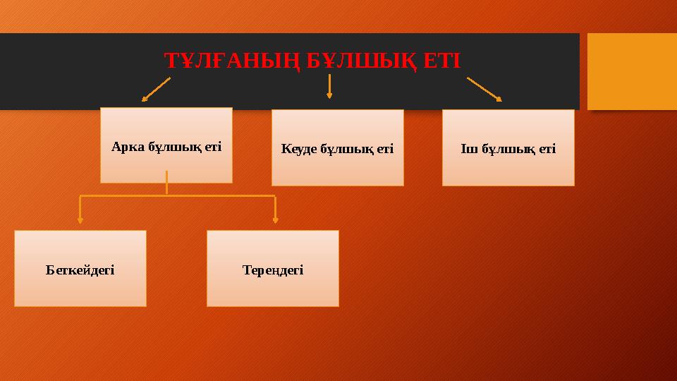 ТҰЛҒАНЫҢ БҰЛШЫҚ ЕТІ Арка бұлшық еті Кеуде бұлшық еті Іш бұлшық еті Беткейдегі Тереңдегі