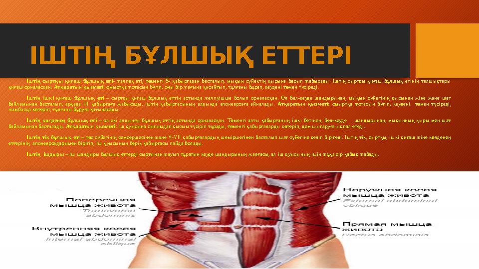 Іштің сыртқы қиғаш бұлшық еті- жалпақ еті, төменгі 8- қабырғадан басталып, мықын сүйектің қырына барып жабысады.