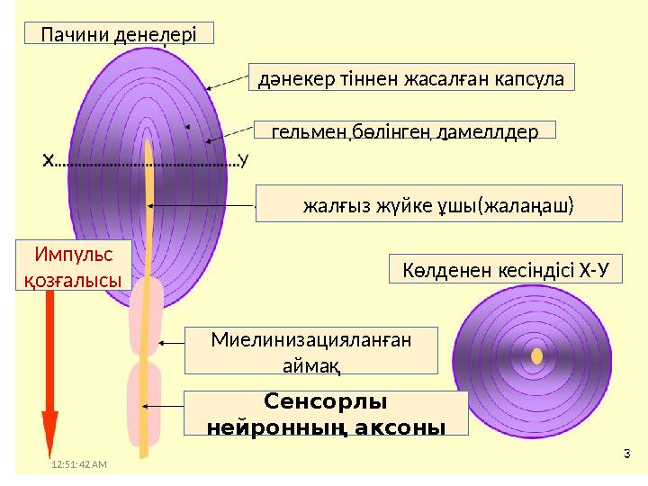 12:51:42 AMПачини денелері дәнекер тіннен жасалған капсула гельмен бөлінген ламеллдер жалғыз жүйке ұшы(жалаңаш) Көлденен кесінді