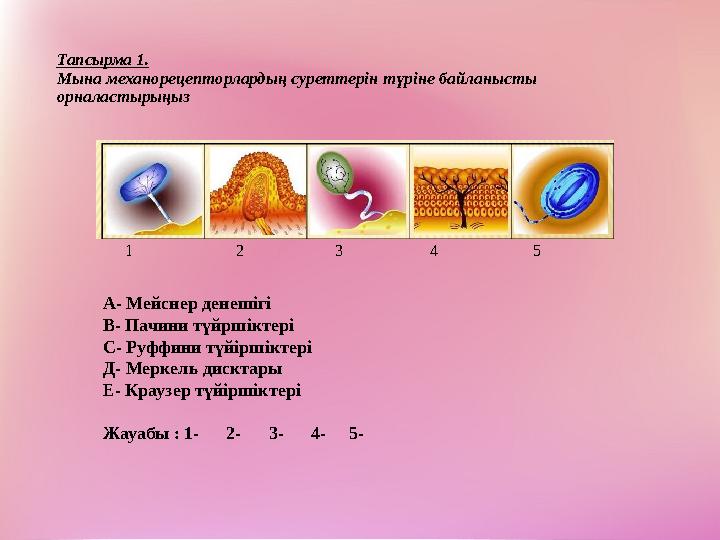 Тапсырма 1. Мына механорецепторлардың суреттерін түріне байланысты орналастырыңыз 1 2