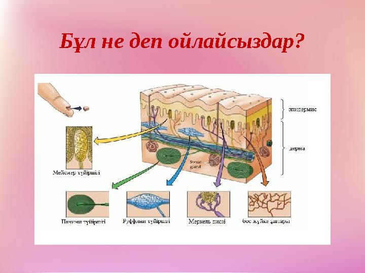 Бұл не деп ойлайсыздар?