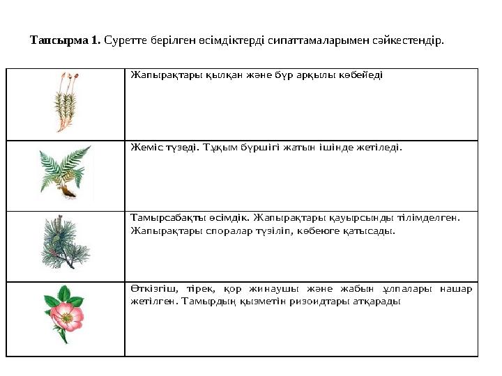 Тапсырма 1. Cуретте берілген өсімдіктерді сипаттамаларымен сәйкестендір. Жапырақтары қылқан және бүр арқылы көбейеді Же