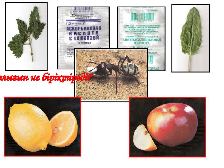 Барлығын не біріктіреді?