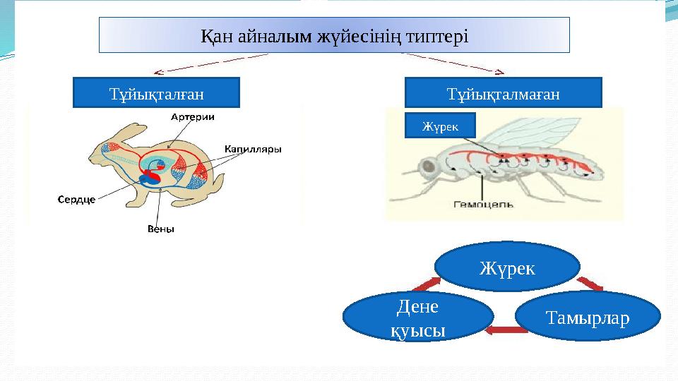 Қан айналым жүйесінің типтері Тұйықталған Тұйықталмаған Жүрек Дене қуысы ТамырларЖүрек