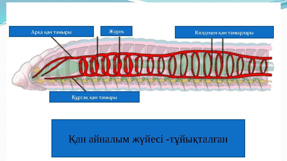 Қан айналым жүйесі -тұйықталғанАрқа қан тамыры Жүрек Көлдеңен қан тамырлары Құрсақ қан тамыры