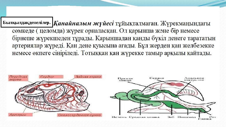 Былқылдақденелілер.