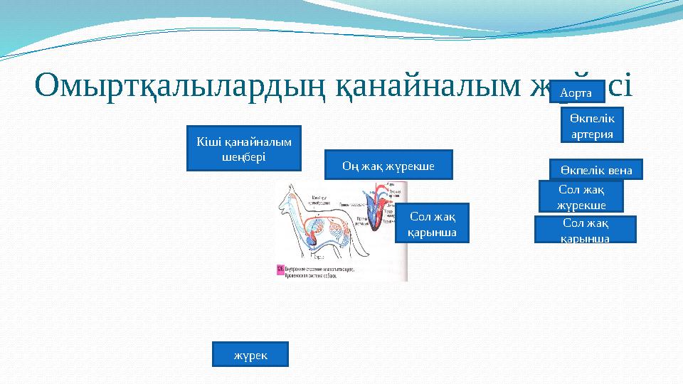 Омыртқалылардың қанайналым жүйесі Кіші қанайналым шеңбері жүрек Оң жақ жүрекше Сол жақ қарынша Аорта Өкпелік артерия Өкпелік