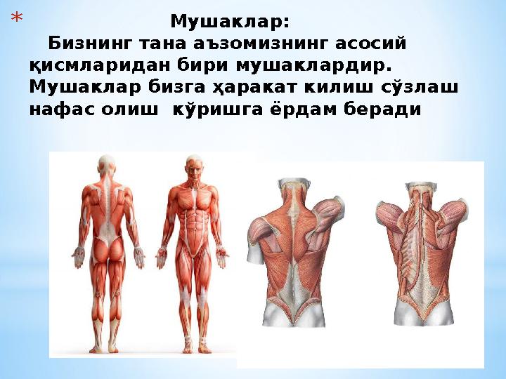 * Мушаклар: Бизнинг тана аъзомизнинг асосий қисмларидан бири мушаклардир. Мушаклар бизга ҳаракат ки