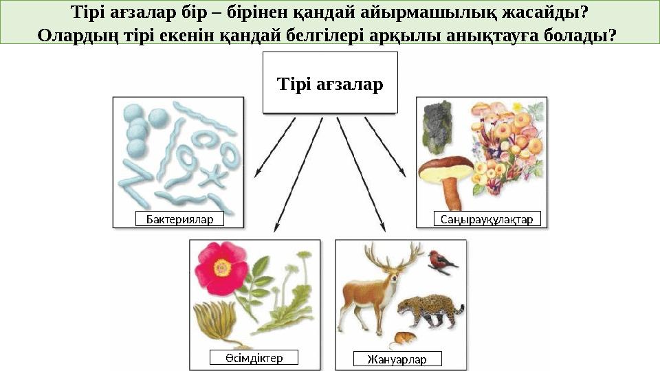 Тірі ағзалар бір – бірінен қандай айырмашылық жасайды? Олардың тірі екенін қандай белгілері арқылы анықтауға болады? Бактерия