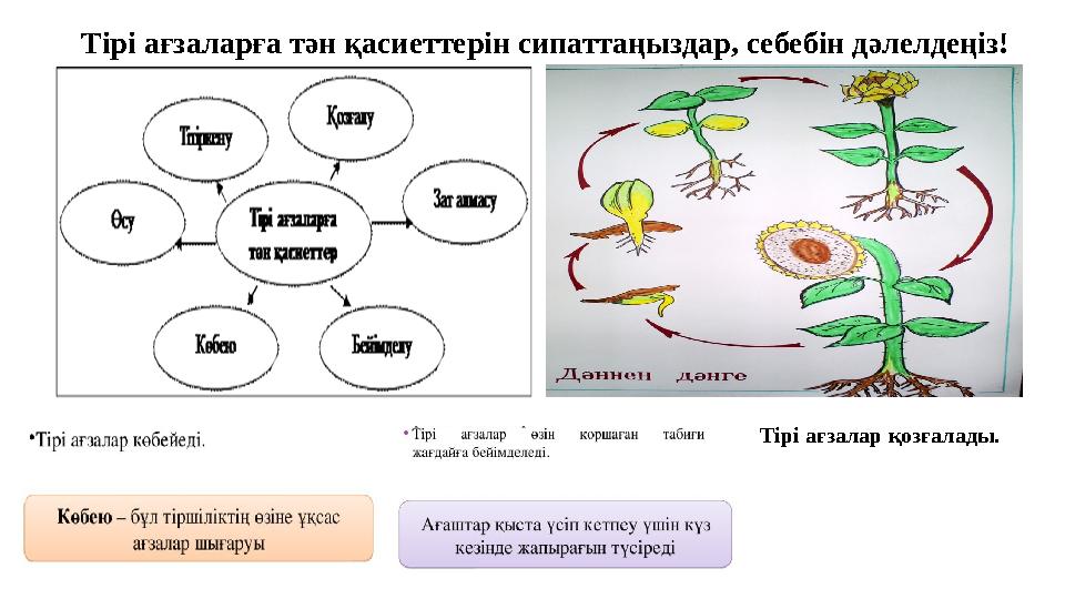 Тірі ағзаларға тән қасиеттерін сипаттаңыздар, себебін дәлелдеңіз! Тірі ағзалар қозғалады.