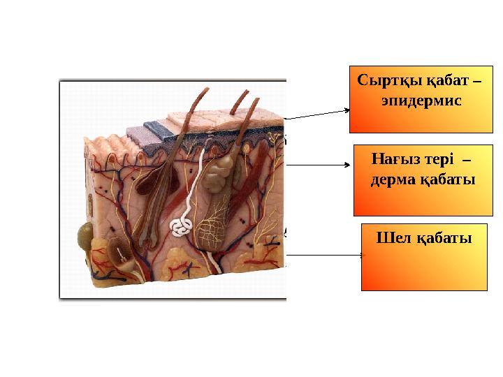 . Сыртқы қабат – эпидермис Нағыз тері – дерма қабаты Шел қабаты