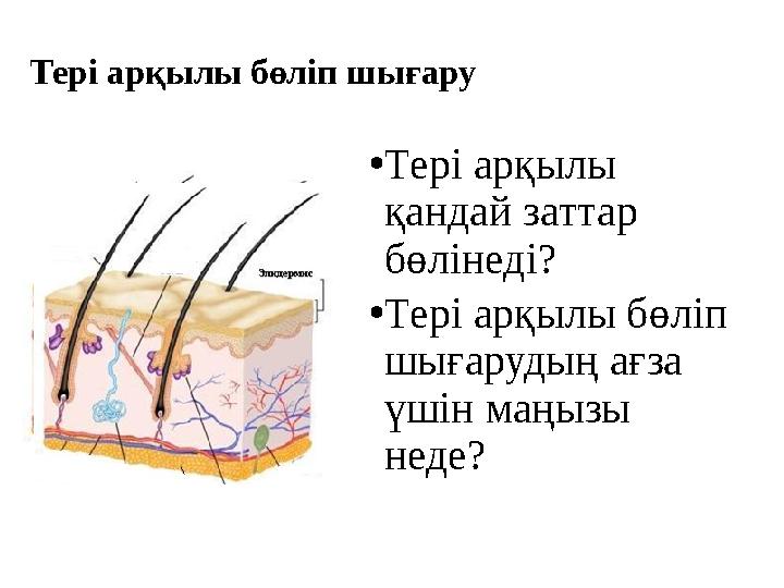 Тері арқылы бөліп шығару • Тері арқылы қандай заттар бөлінеді? • Тері арқылы бөліп шығарудың ағза үшін маңызы неде?