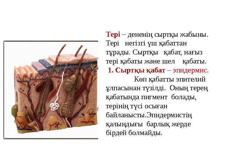 Тері – дененің сыртқы жабыны. Тері негізгі үш қабаттан тұрады. Сыртқы қабат, нағыз тері қабаты және шел қабаты. 1.