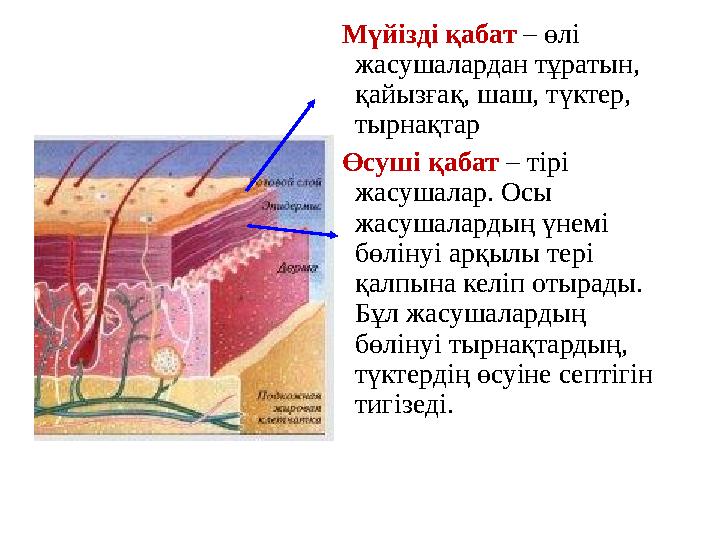 Мүйізді қабат – өлі жасушалардан тұратын, қайызғақ, шаш, түктер, тырнақтар Өсуші қабат – тірі жасушалар. Осы жасушалардың