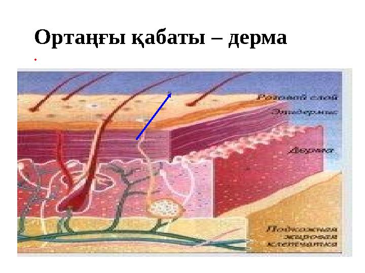 Ортаңғы қабаты – дерма .