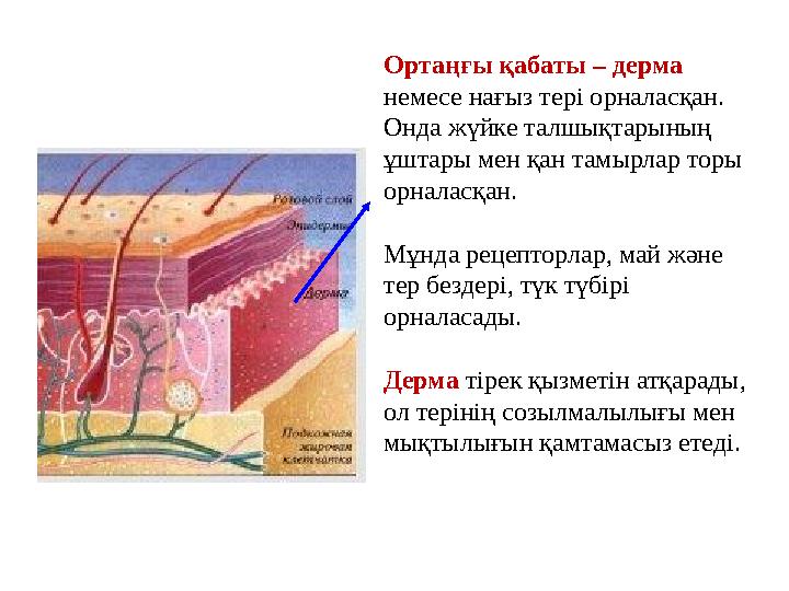 Ортаңғы қабаты – дерма немесе нағыз тері орналасқан. Онда жүйке талшықтарының ұштары мен қан тамырлар торы орналасқан. Мұ