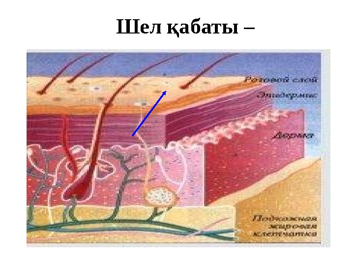 Шел қабаты –