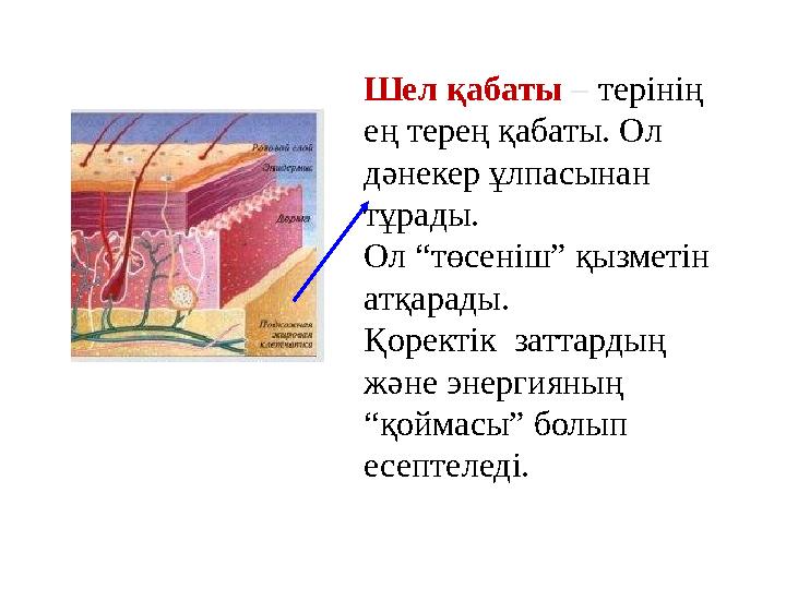 Шел қабаты – терінің ең терең қабаты. Ол дәнекер ұлпасынан тұрады. Ол “төсеніш” қызметін атқарады. Қоректік заттардың