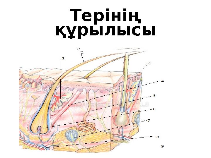 Терінің құрылысы