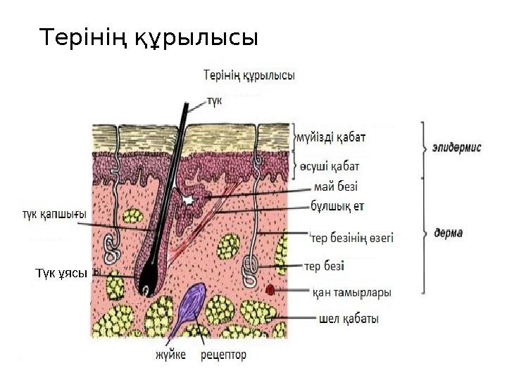 Терінің құрылысы Түк ұясы