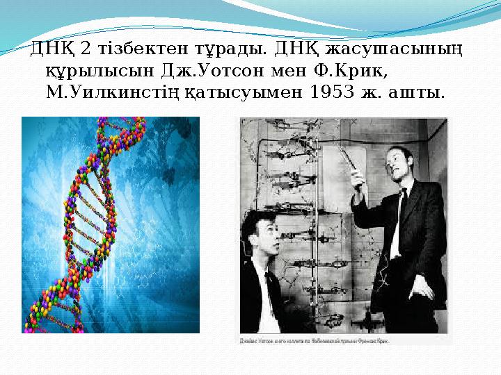 ДНҚ 2 тізбектен тұрады. ДНҚ жасушасының құрылысын Дж.Уотсон мен Ф.Крик, М.Уилкинстің қатысуымен 1953 ж. ашты.