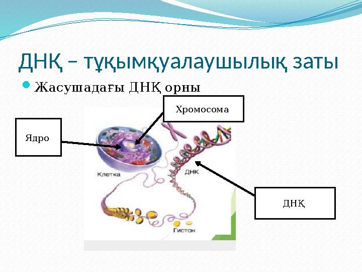 ДНҚ – тұқымқуалаушылық заты  Жасушадағы ДНҚ орны Ядро Хромосома ДНҚ