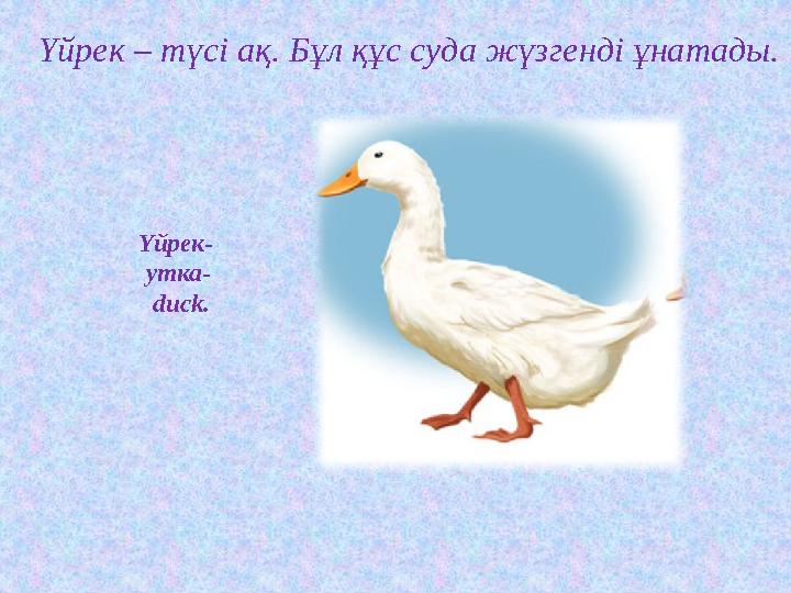 Үйрек- утка- duck.Үйрек – түсі ақ. Бұл құс суда жүзгенді ұнатады.