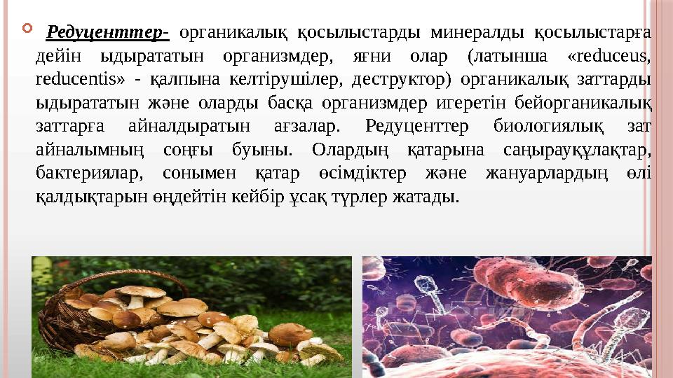  Редуценттер - органикалық қосылыстарды минералды қосылыстарға дейін ыдырататын организмдер, яғни олар (латынша «