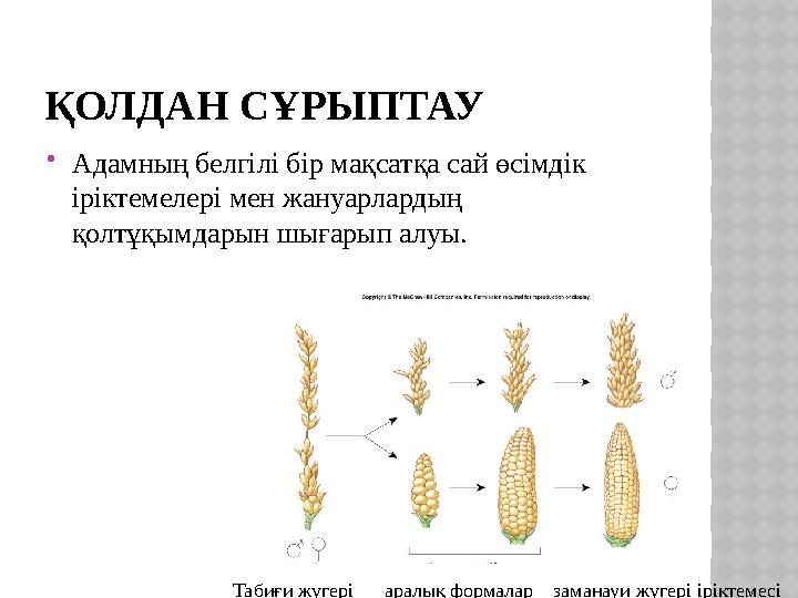 ҚОЛДАН СҰРЫПТАУ  Адамның белгілі бір мақсатқа сай өсімдік іріктемелері мен жануарлардың қолтұқымдарын шығарып алуы. Табиғи ж