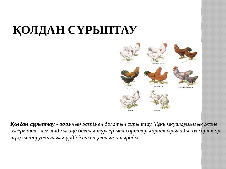 ҚОЛДАН СҰРЫПТАУ Қолдан сұрыптау - адамның әсерімен болатын сұрыптау. Тұқымқуалаушылық және өзгергіштік негізінде жаңа бағалы т